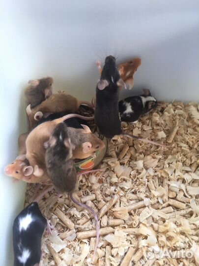 Мышь кормовая,сатиновая