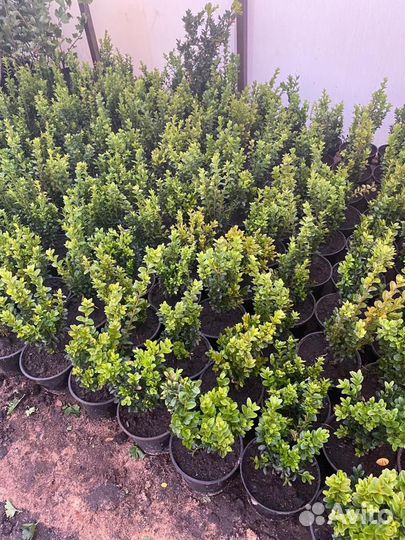 Саженцы самшита