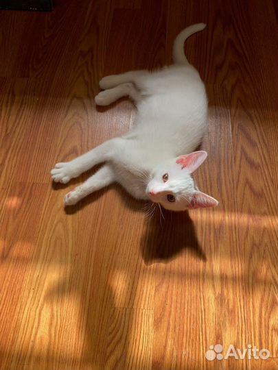 Белая кошка, кот, котята в добрые руки