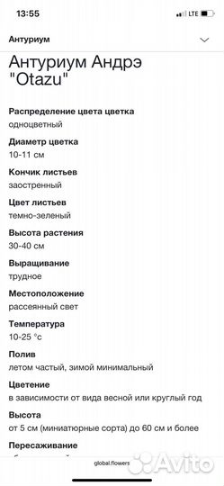 Антуриум отазу