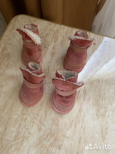 Обувь для собак