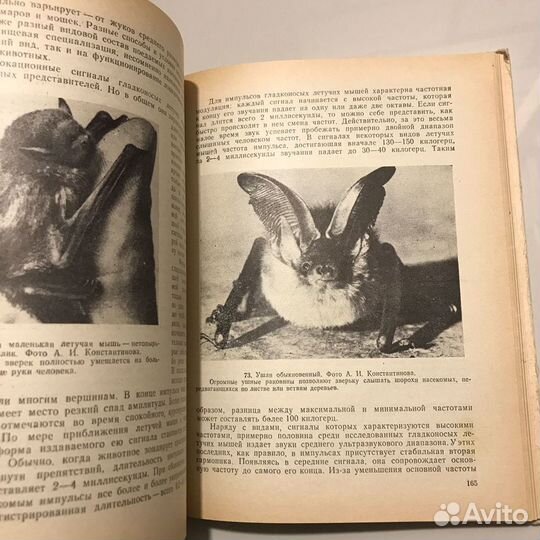 Звуки в жизни зверей