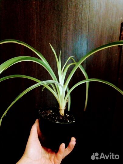 Хлорофитум