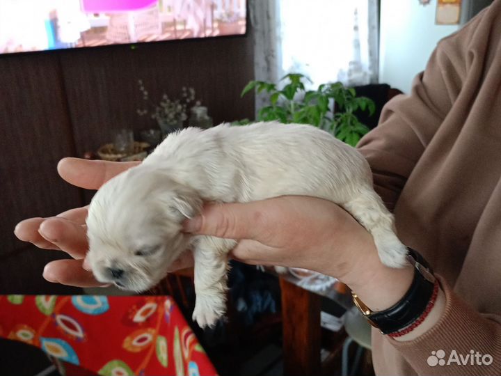 Щенки пекинеса