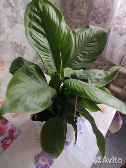 Спатифиллум (женское счастье)