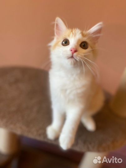 Котенок кот рыжий белый в добрые руки бесплатно