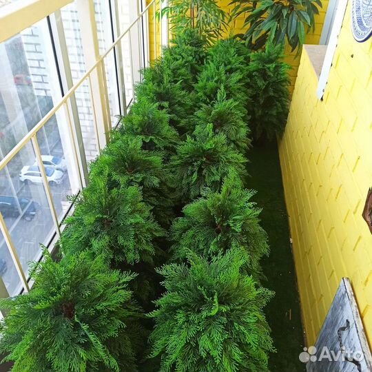 Туя, можжевельник, кипарис, ёлка