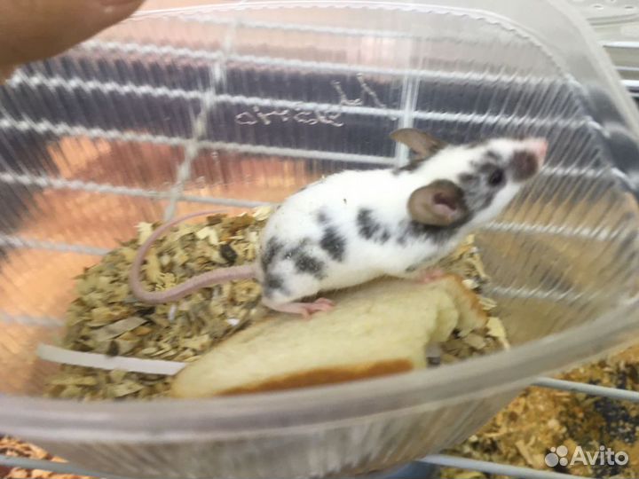 Мышки сатиновые, домовые, далматинцы