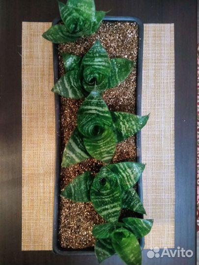 Композиция из комнатных растений