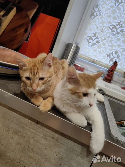 Котик в дар