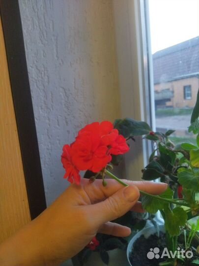 Пеларгония герань сортовая