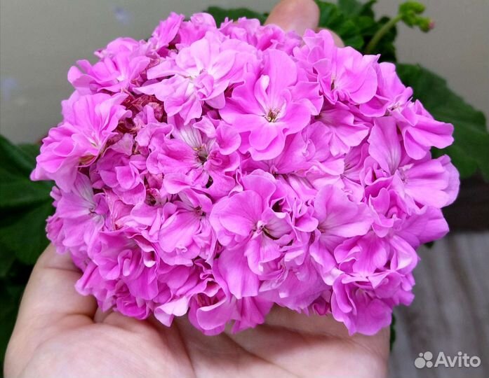 Большой выбор сортов пеларгонии герани