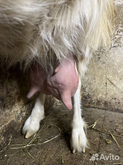 Дойная коза