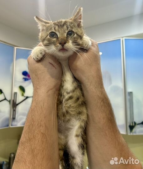 Милые котята