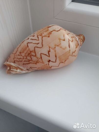 Морские Ракушки Новые