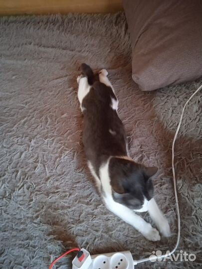 Котик в добрые руки