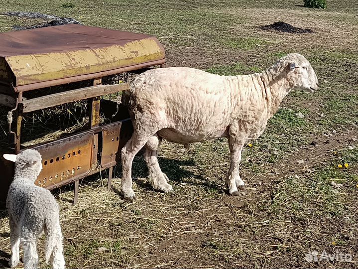 Баран на племя