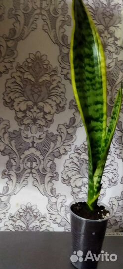 Сансевиерия