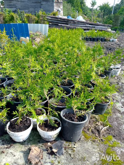 Туя брабант