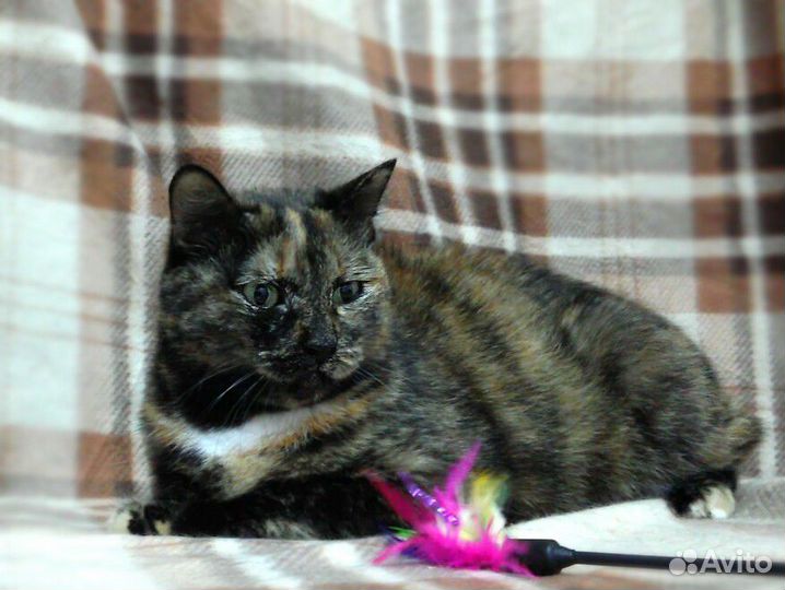 Красивая кошечка