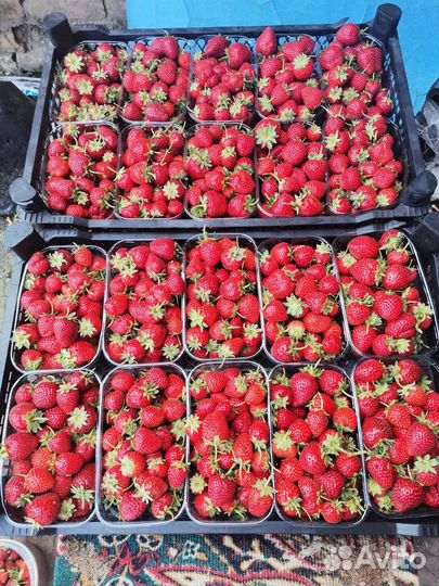 Рассада ремонтантной клубники