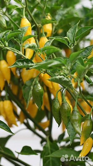 Семена острого перца Lemon Drop