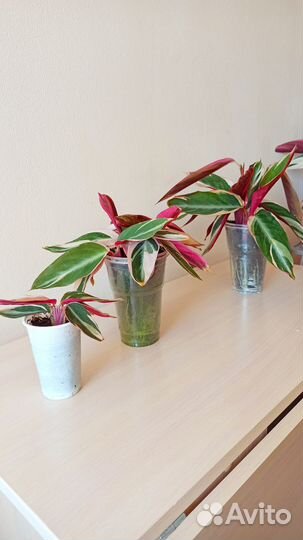 Строманта трехцветная или триколор