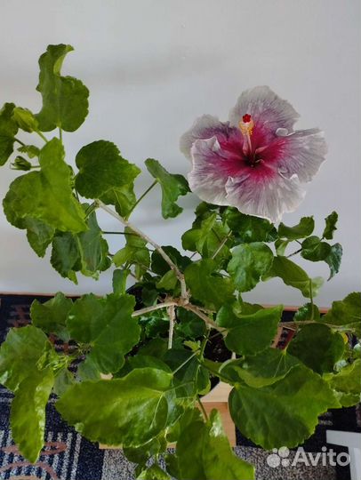 Сортовые гибискусы