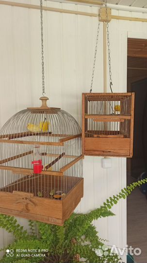 Семейство кеноров