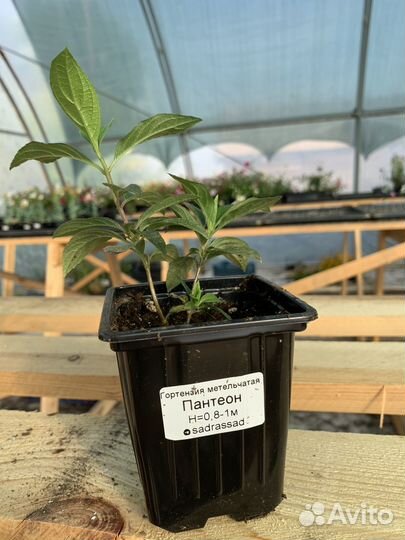 Гортензии серии Pan: Пандалус, Панателла, Пантеон