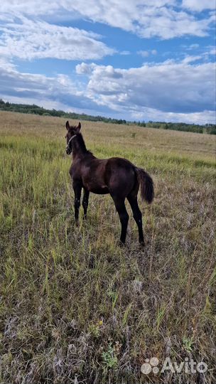 Лошадь кобылка