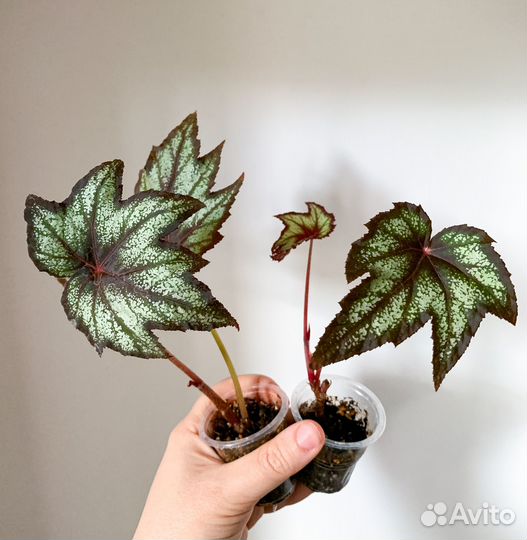 Сортовые бегонии ч.2