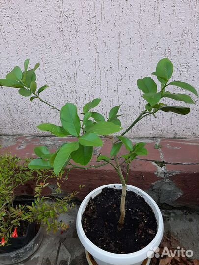 Комнатные цветы