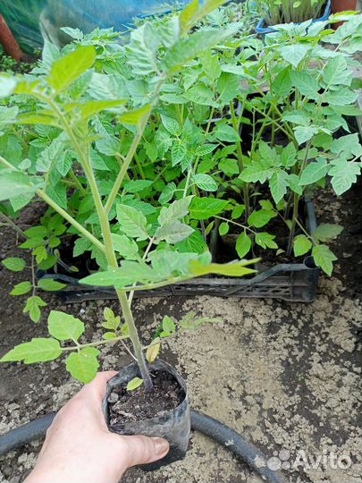 Рассада помидор продажа