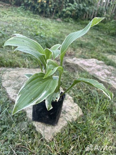 Хоста растение