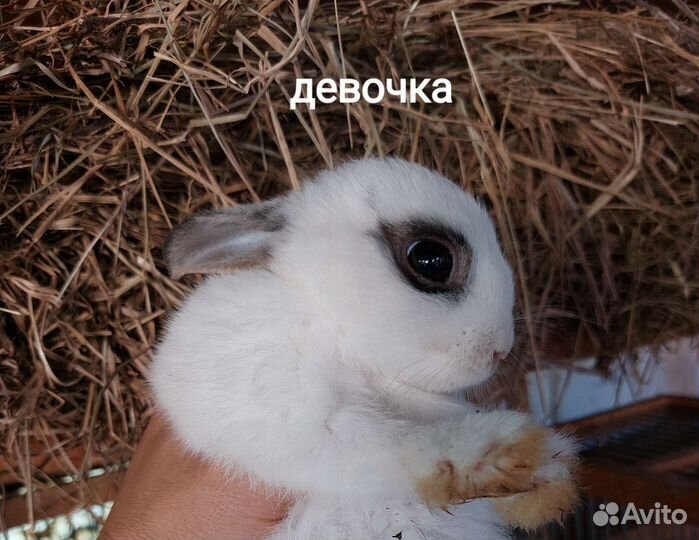 Мини карликовые крольчата