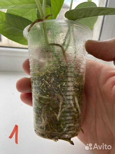 Эпипремнум себу блю