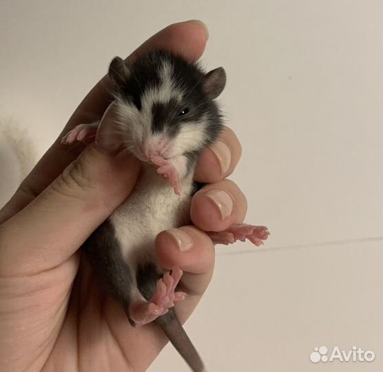 Крысята. Декоративная крыса. Крысы дамбо