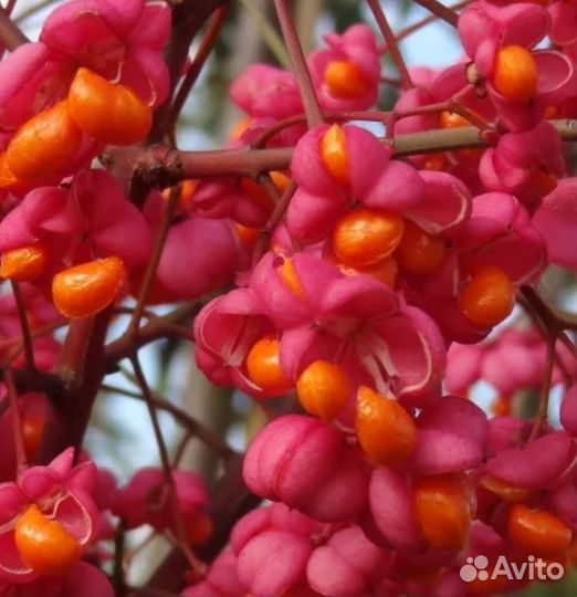 Бересклет европейский