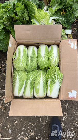 Пекинская капуста