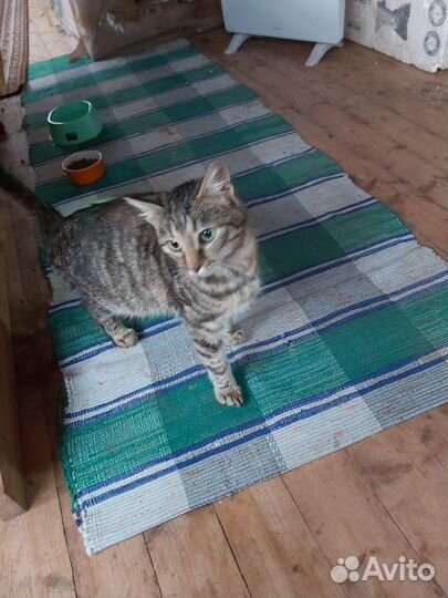 Котенок в дар
