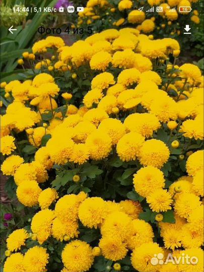 Хризантемы, крокусы