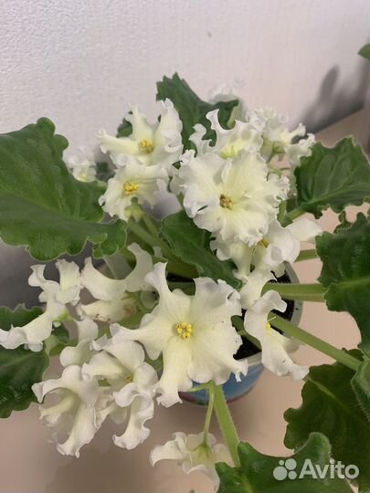 Детки фиалки Arcturus