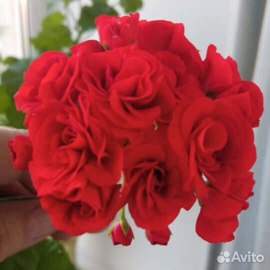 Пеларгония сортовая розебудная