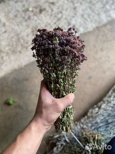 Полынь и душица