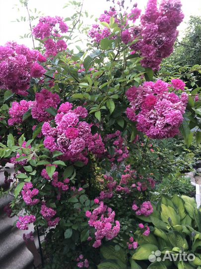 Роза плетистая сорт Вартбург