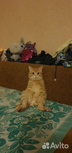 Отдам в добрые руки