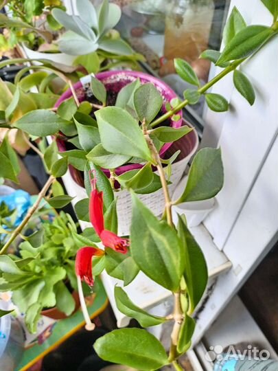 Эсхинантус