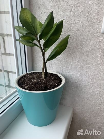 Замиокулькас