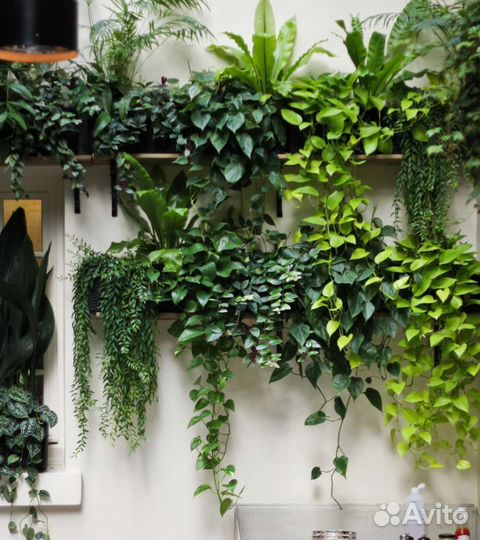 Сциндапсусы микс для фитомодулей